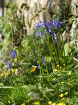 FZ028557 Bluebells by stone wall.jpg